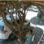 agresion contra una mujer en Vallarta