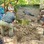 Cocodrilo es enterrado en Estero El Salado