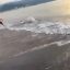 Cocodrilos en Puerto Vallarta