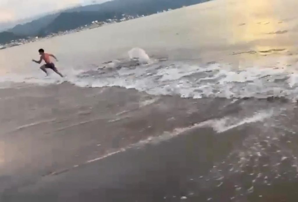 Cocodrilos en Puerto Vallarta