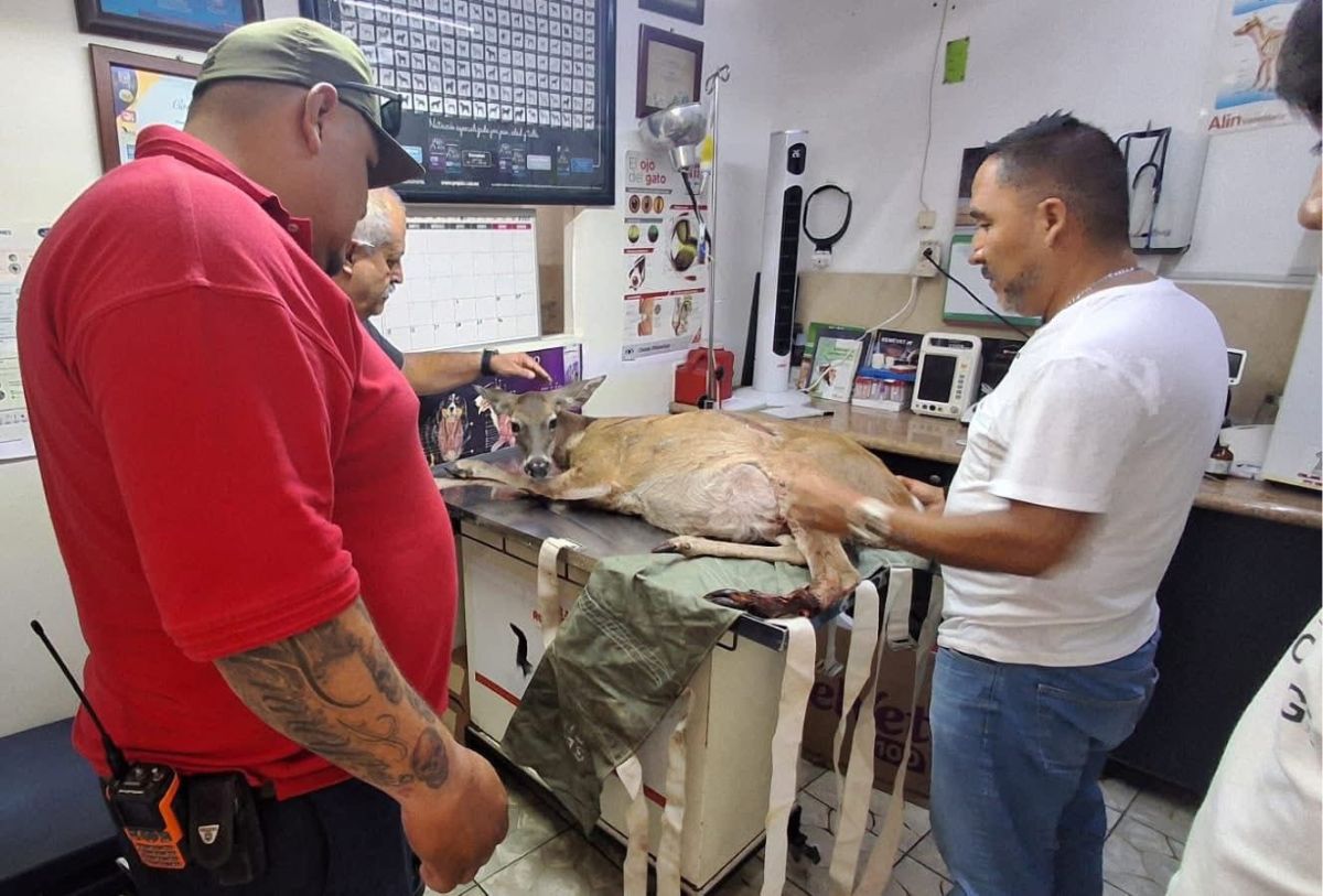 Venado es atendido en veterinaria tras aparecer en autopista de San Juan de los Lagos, Jalisco