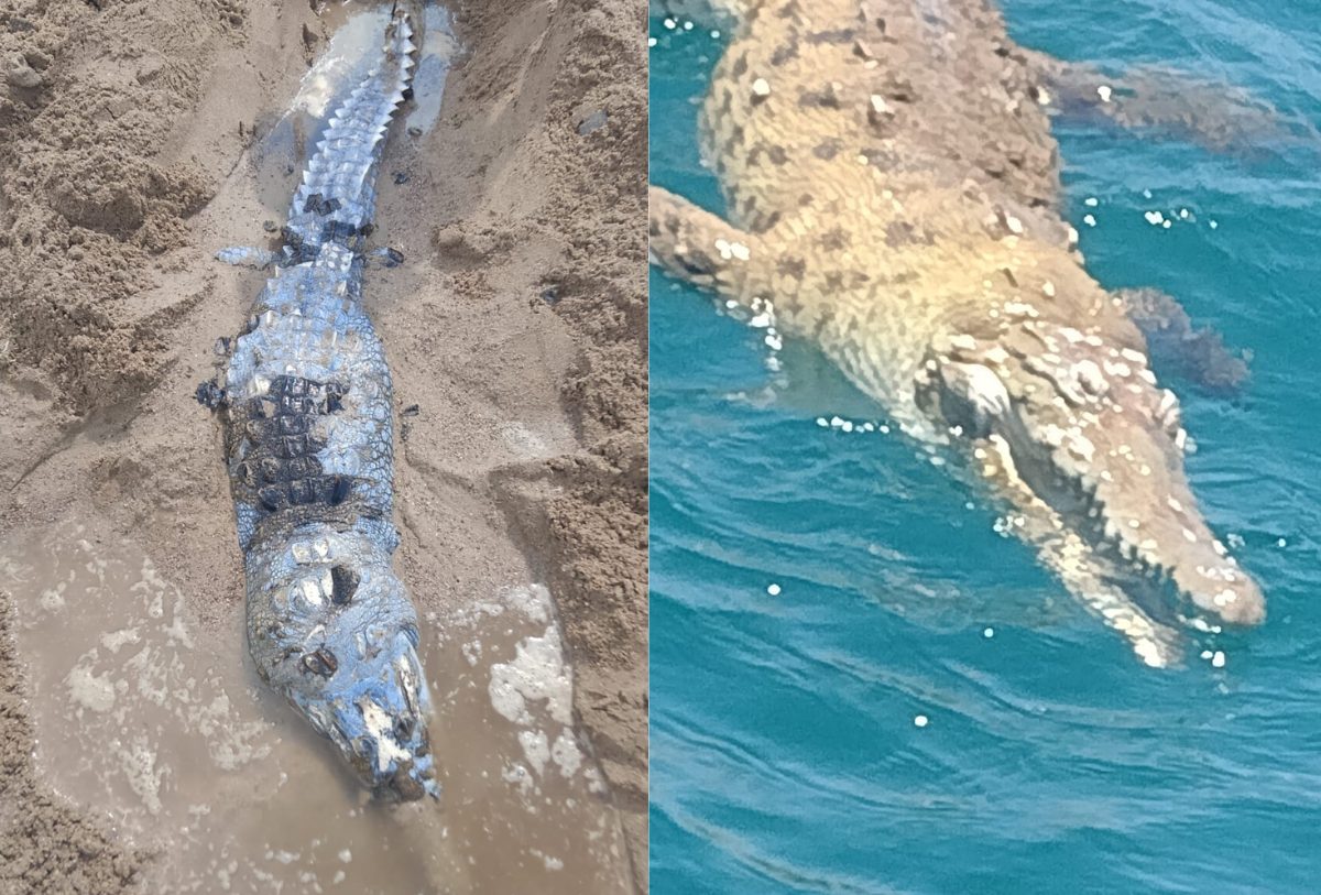 matan a cocodrilos en nayarit