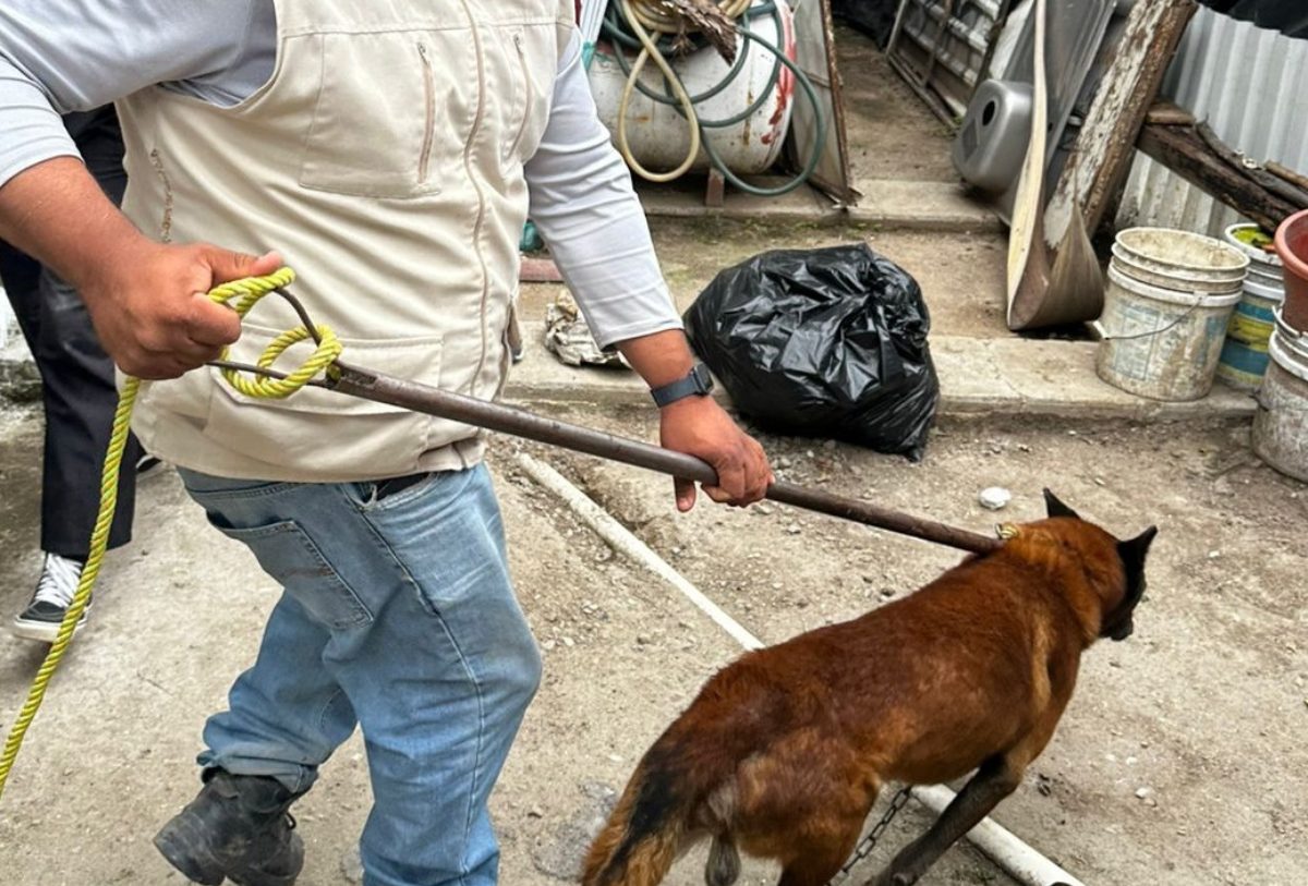Maltrato animal en Tlajomulco de Zúñiga