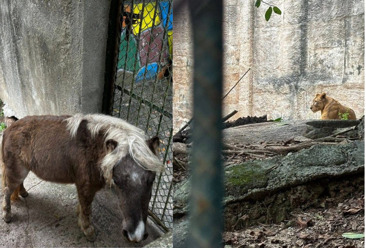 animales del zoologico de puerto vallarta