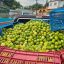 productores de limón