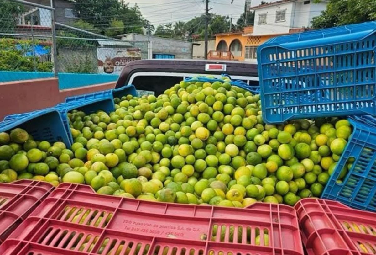 productores de limón
