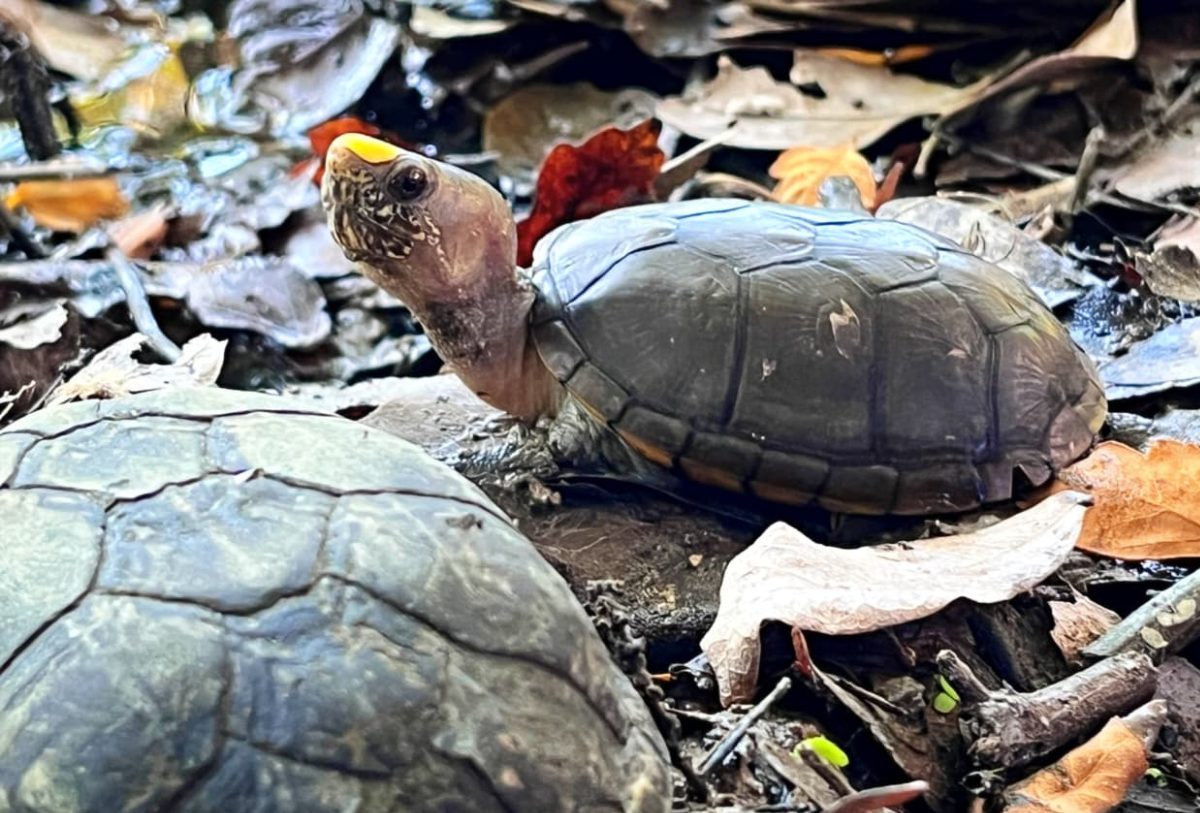 Tortuga Casquito en Vallarta