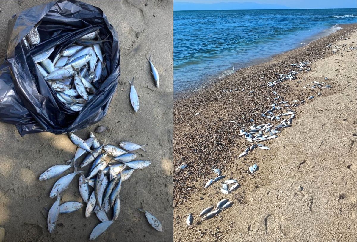 Peces muertos en la playa por marea roja en Bahía de Banderas