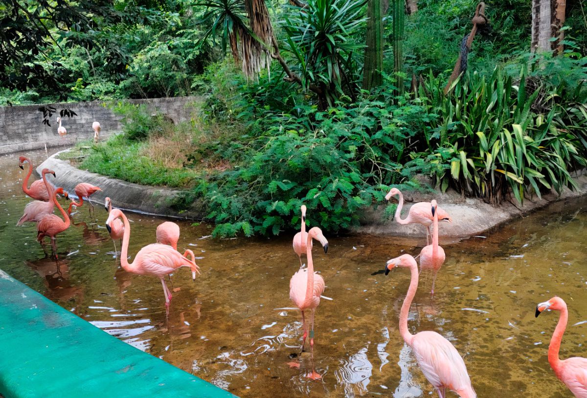 Animales en el zoológico de Puerto Vallarta