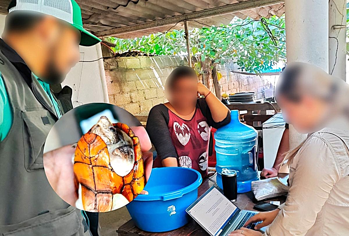 Personal de Profepa recibe tortuga Casquito de Vallarta