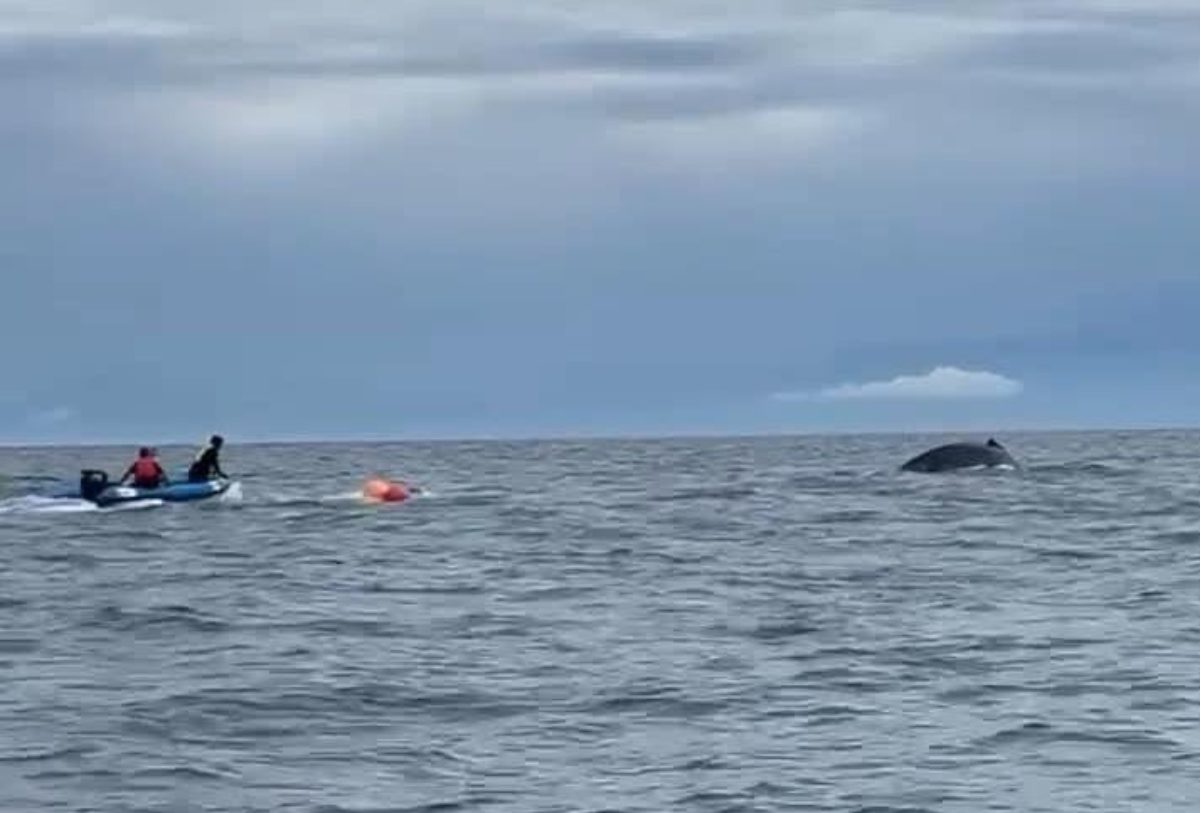 ballena rescatada