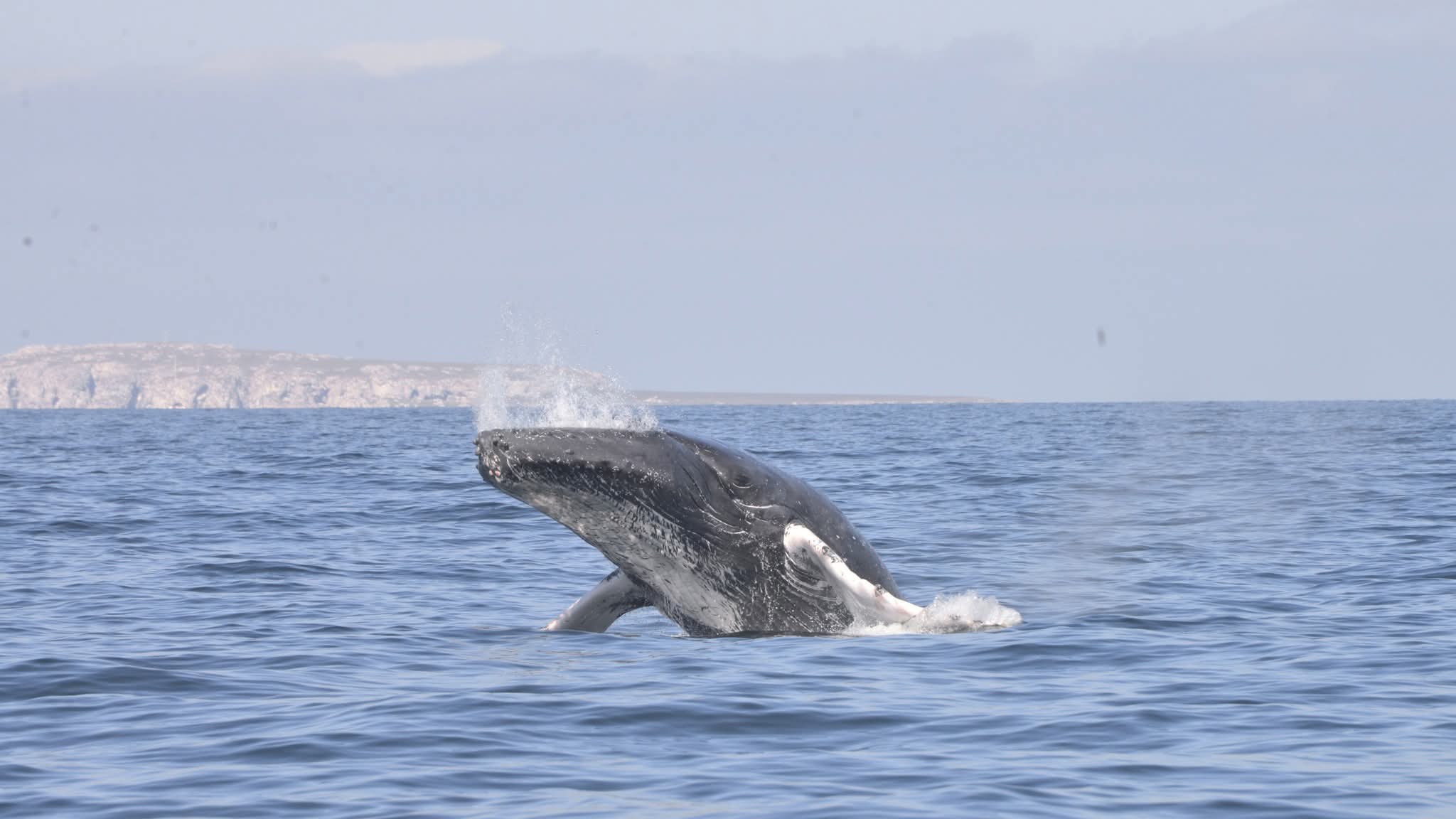 ballena Jorobada