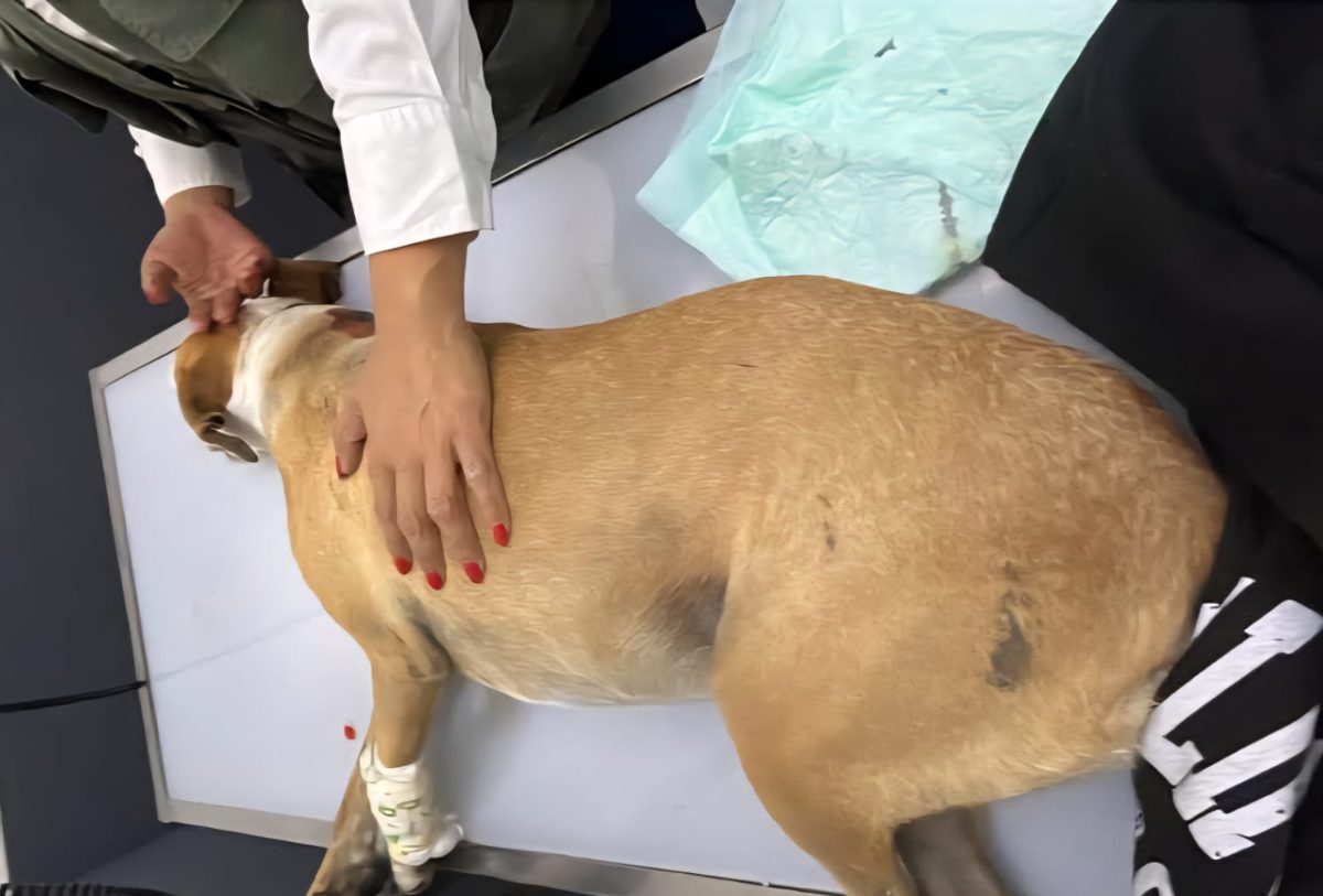 perra postra de camilla