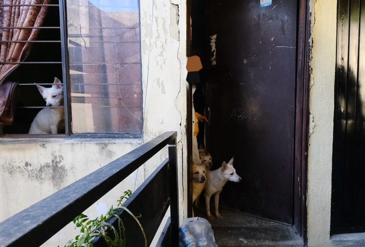 perros en un departamentp