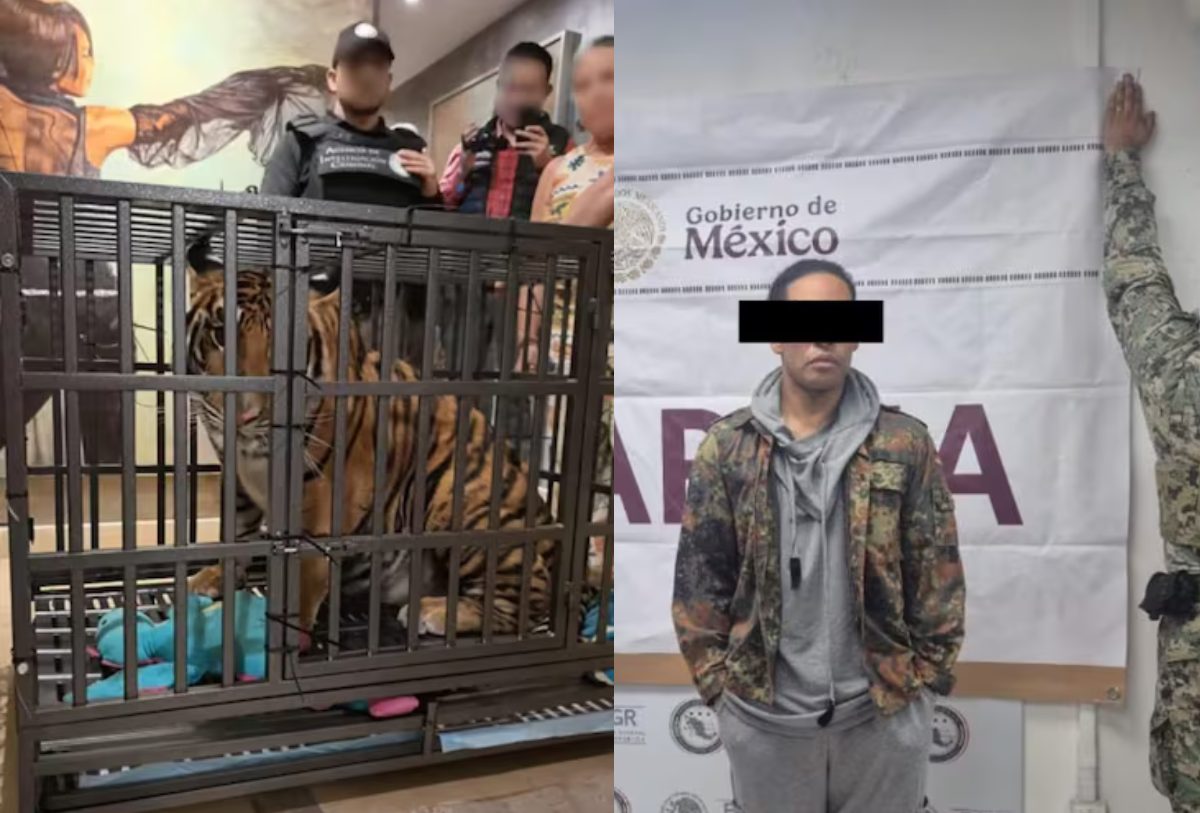 EXTRANJERO TEDENIDO Y UN TIGRE