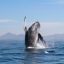 ballena salindo del mar