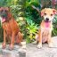perros en adopción en Puerto Vallarta