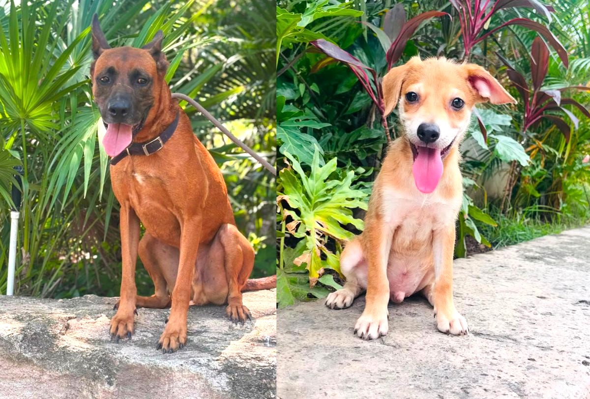 perros en adopción en Puerto Vallarta