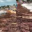 Microalga en Rincón de Guayabitos, Nayarit