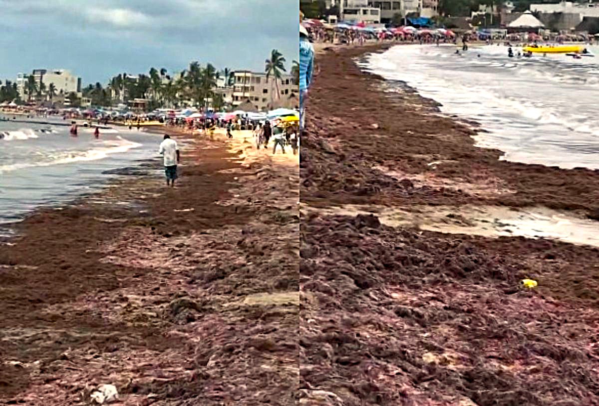Microalga en Rincón de Guayabitos, Nayarit