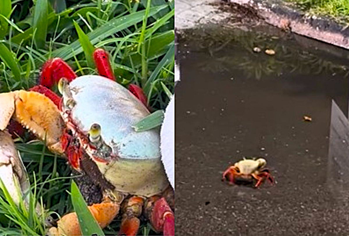 Cajo en Bahía de Banderas, Nayarit