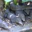 Muerte masiva de cocodrilos en Vallarta