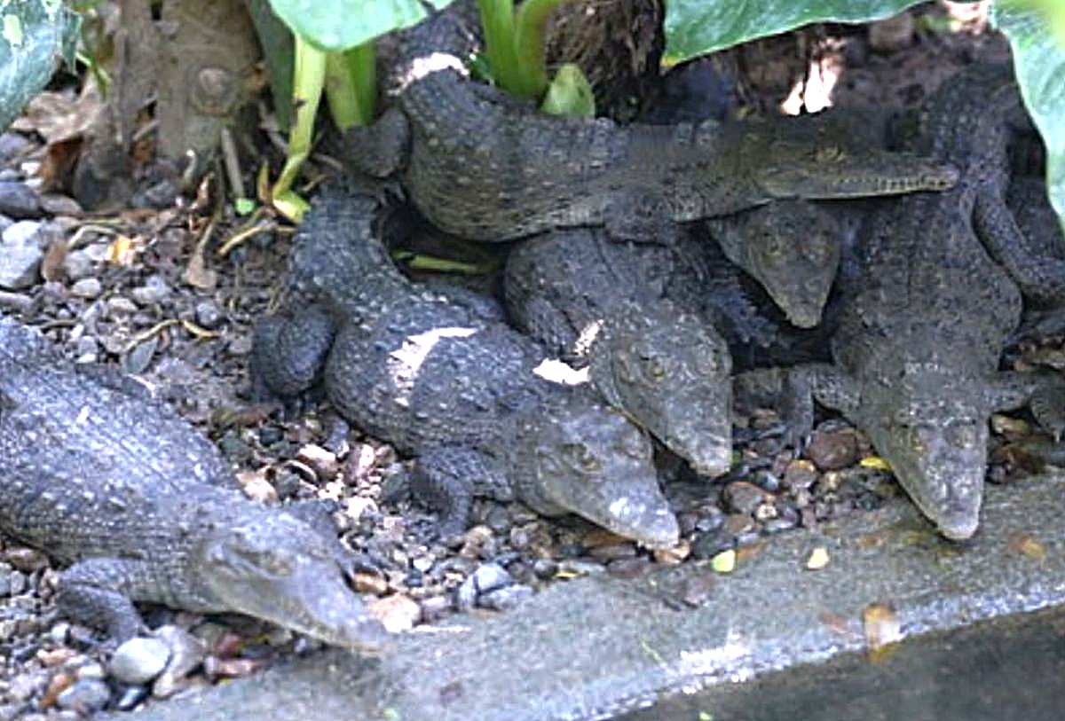 Muerte masiva de cocodrilos en Vallarta