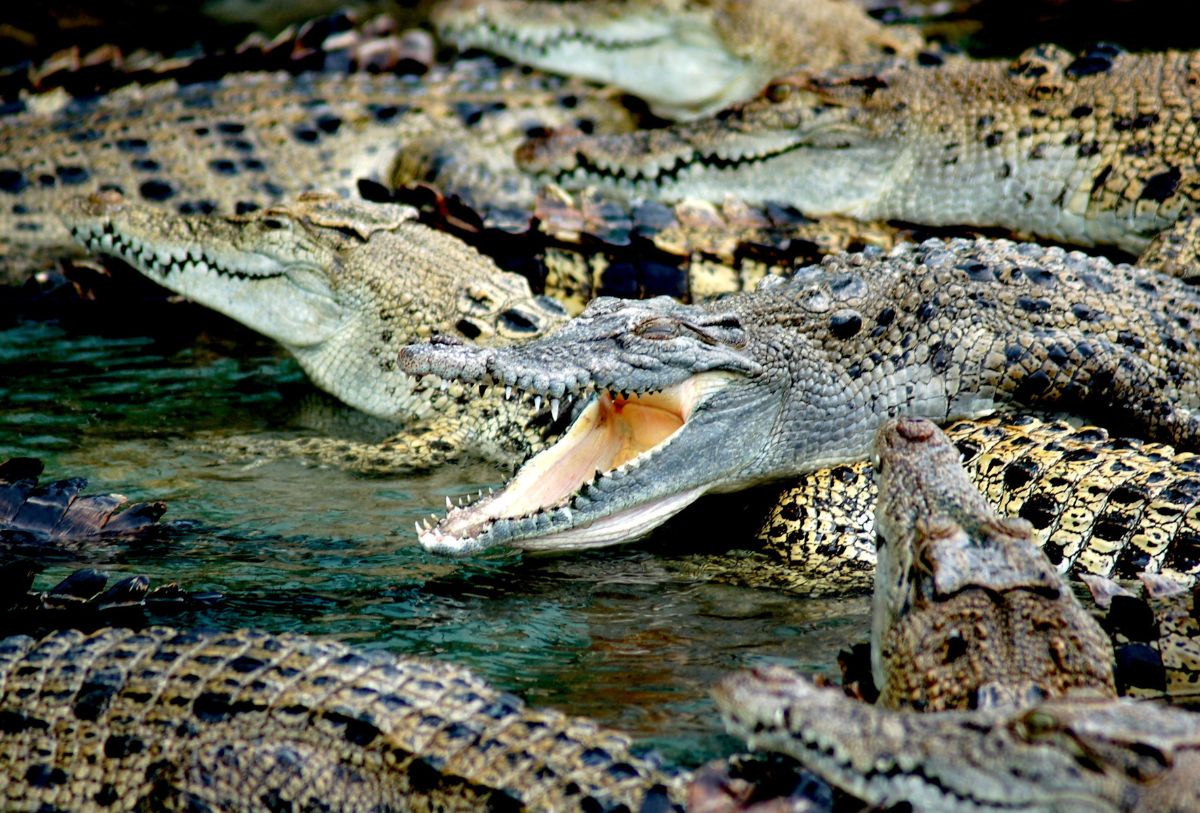 Expertos abordan el tema de cocodrilos en Vallarta
