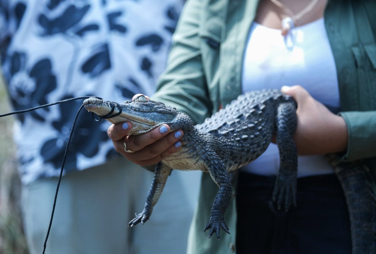 Festival de Cocodrilos en Puerto Vallarta