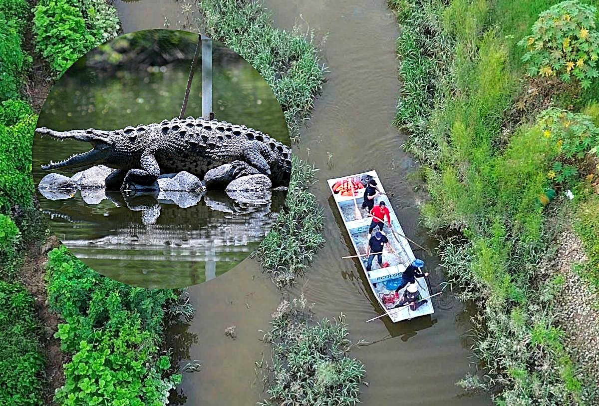 Cocodrilos en el canal de Mojoneras en Puerto Vallarta