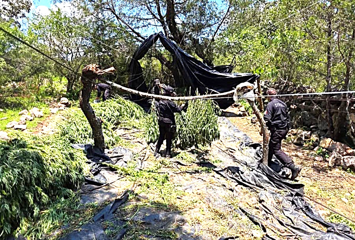 Marihuana localizada en Tequila, Jalisco