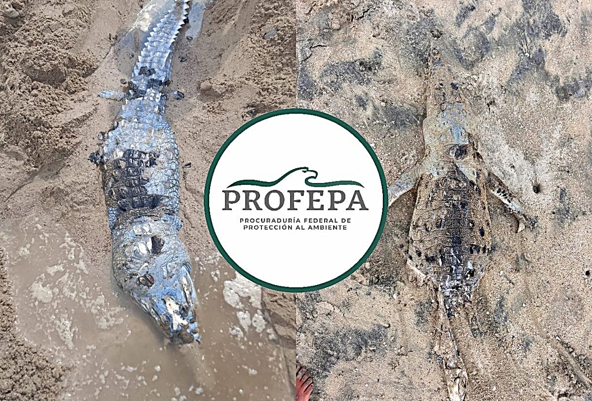 Cocodrilos muertos en Puerto Vallarta con el logo de Profepa