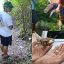 Tortuga "Casquito de Vallarta" es traficada ilegalmente