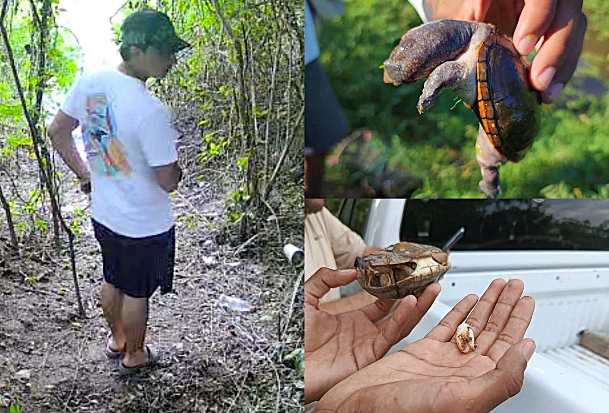 Tortuga "Casquito de Vallarta" es traficada ilegalmente