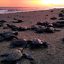Tortugas Marinas en puerto Vallarta
