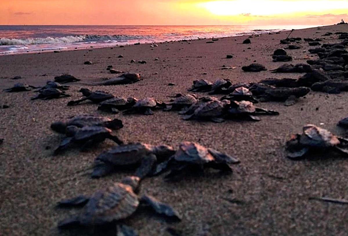 Tortugas Marinas en puerto Vallarta