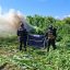 Marihuana en Tequila, Jalisco, es decomisada