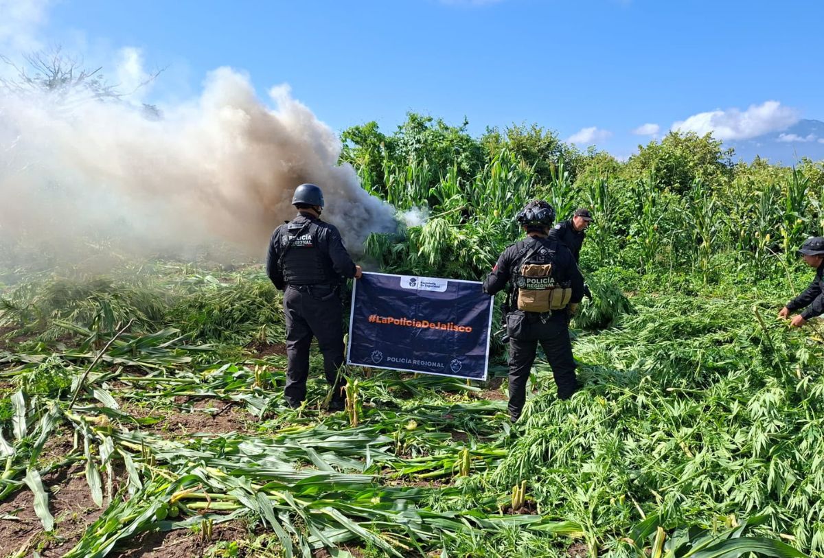 Marihuana en Tequila, Jalisco, es decomisada