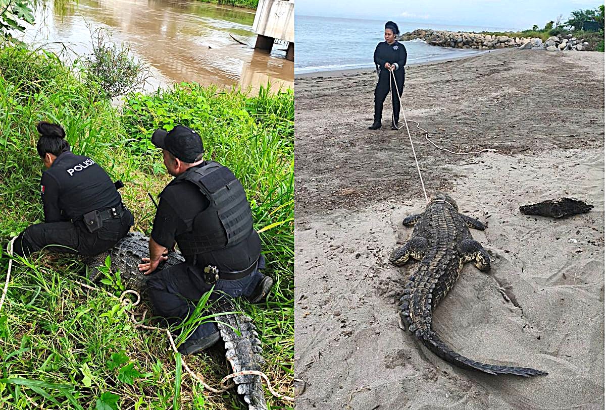 Cocodrilo en Marina Vallarta