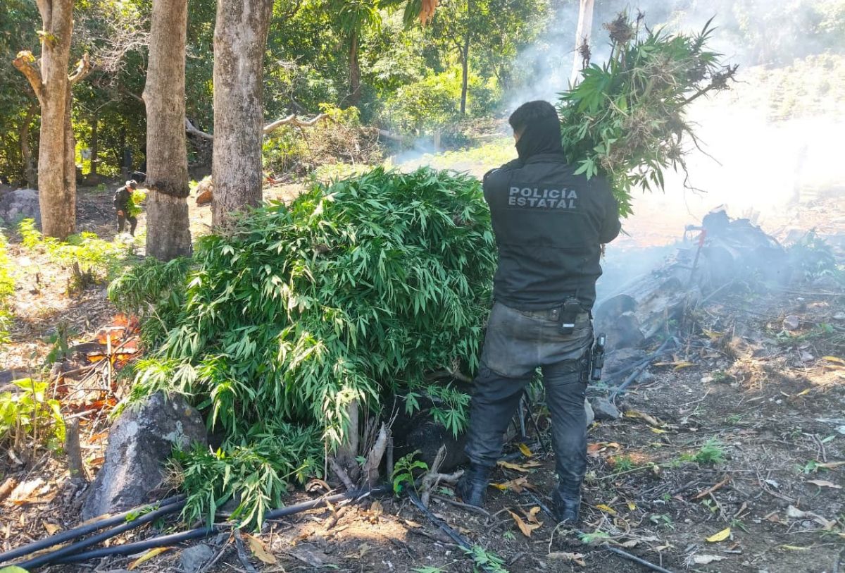 Marihuana decomisada en Tequila, Jalisco