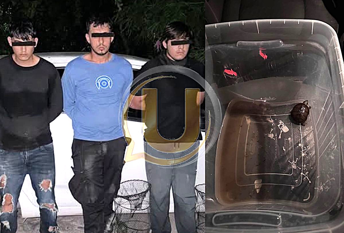 Detenidos por traficar tortuga "Casquito de Vallarta"