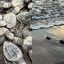 Tortugas marinas en Nayarit
