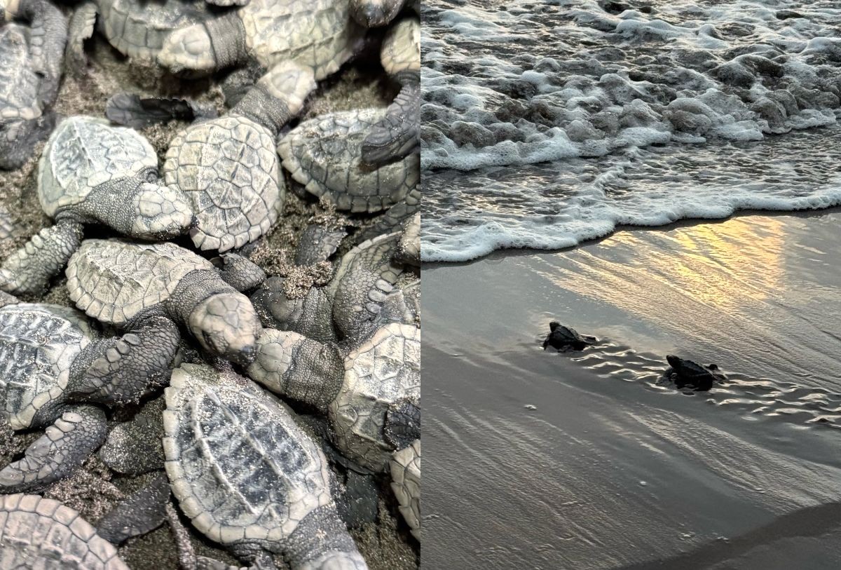 Tortugas marinas en Nayarit