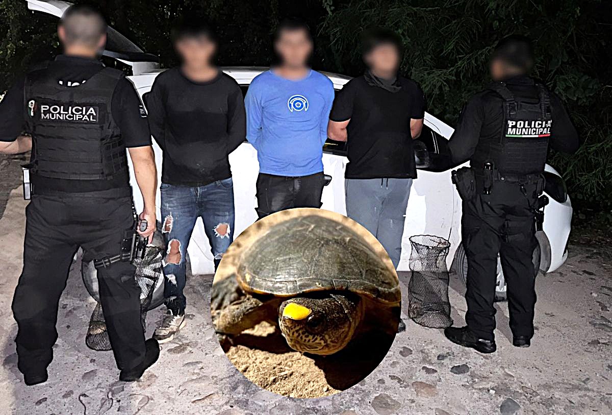 Sujetos vinculados por tráfico ilegal de la tortuga "Casquito de Vallarta"